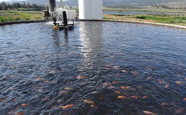 مقایسه میزان اتوماسیون در فرآیندهای مختلف پرورش ماهی | پرورش ماهی هوشمنداصفهان - اتوماسیون هوشمند اصفهان | اتوماسیون هوشمند دانا