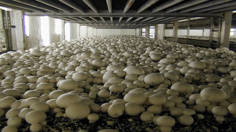 Growing button mushrooms