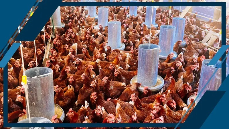 اتوماسیون در مرغداری تخم‌گذار | گلخانه هوشمند اصفهان | اتوماسیون هوشمند دانا