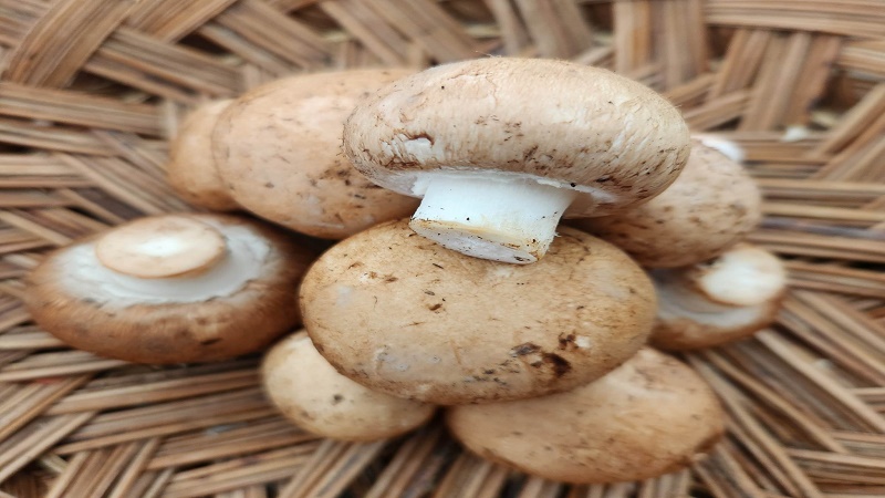 پرورش قارچ دکمه ای